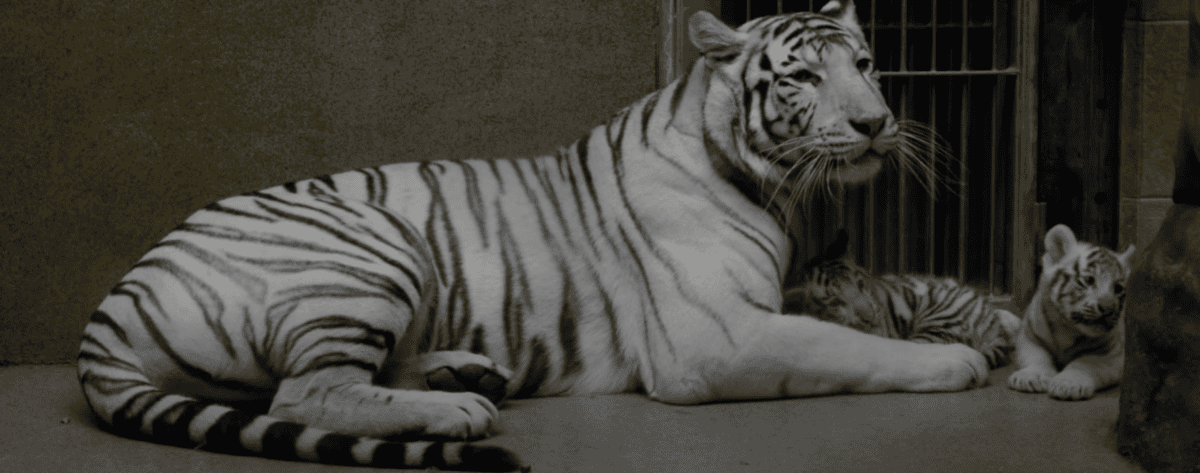 white cubs
