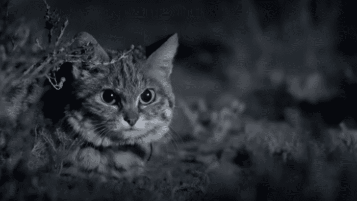 Rare Footage of the Adorable but Deadly: Black-Footed Cat