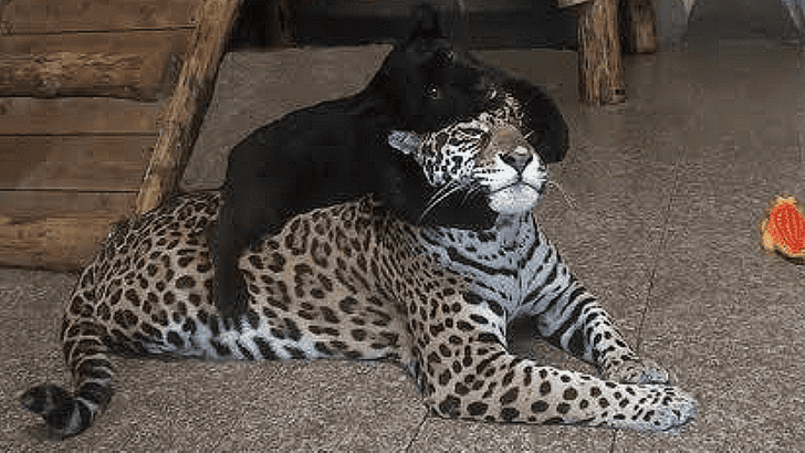 Spotted Jaguar Mom Gives Birth to Two New Black Cubs