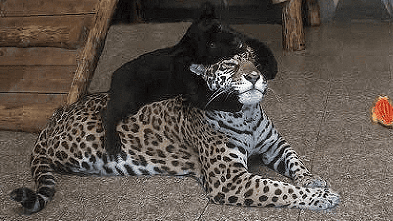 Spotted Jaguar Mom Gives Birth to Two New Black Cubs - Animals Around The Globe