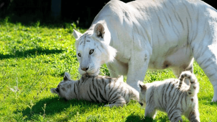 White Tiger Cub Names Chosen From Over 2000 Competition Entries
