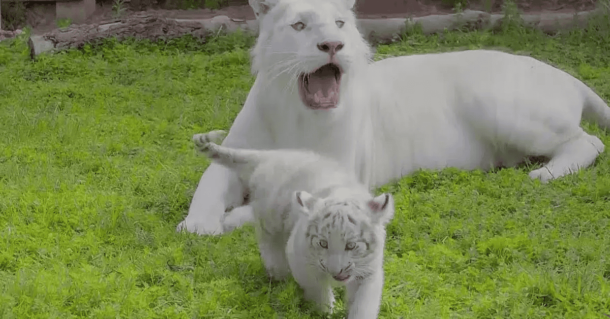white tiger cubs
