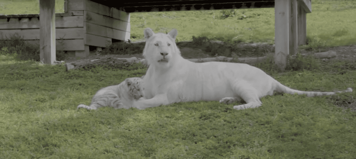white tiger cubs