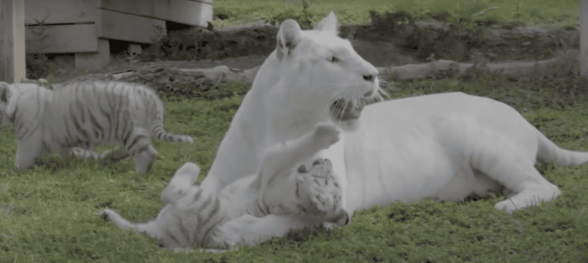 white tiger cubs