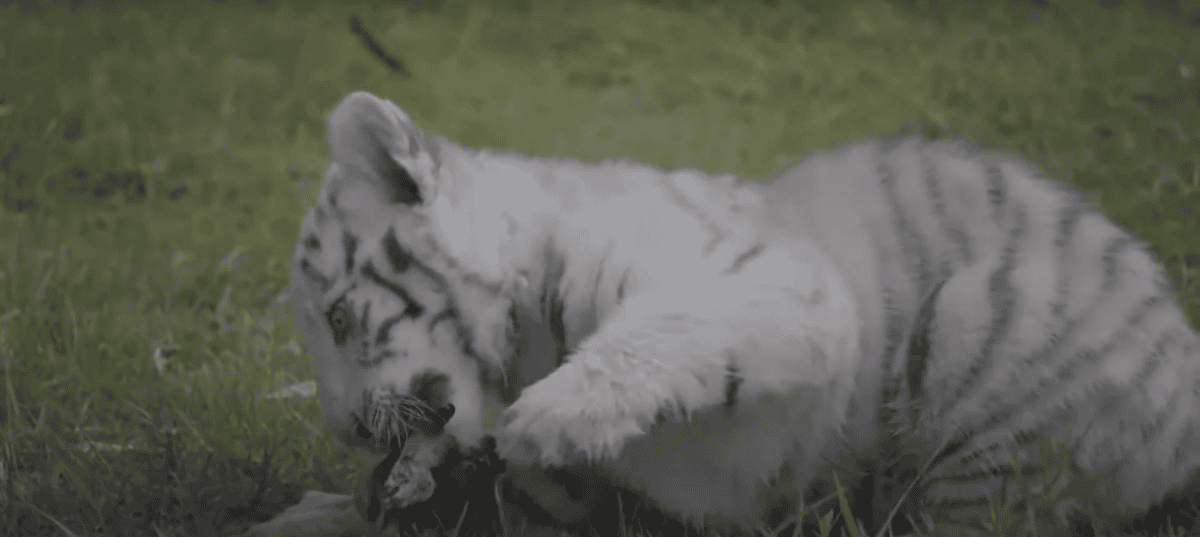 white tiger cubs