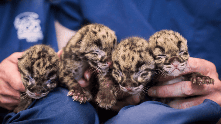 Newborn Clouded Leopard Cubs Born In Washington