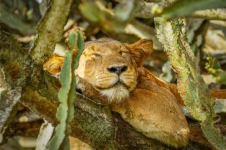 Lion Sound Asleep in a Tree Covered with Spikes (Video)