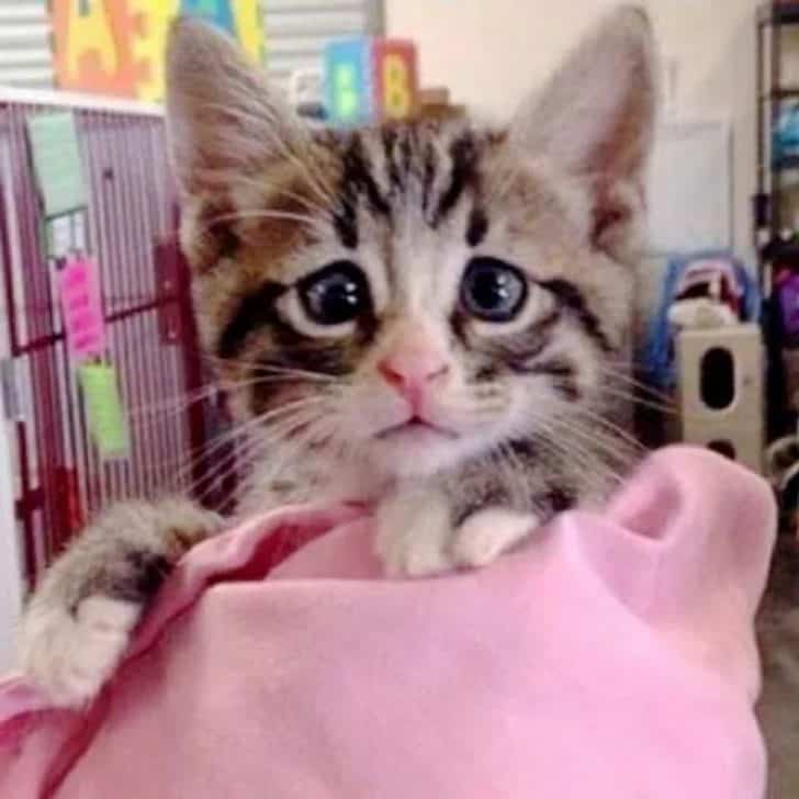 Kitten Born With “Worried Eyes”