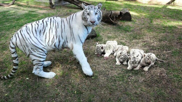 Birth of Four White Bengal Tiger Cubs at Buenos Aires Zoo