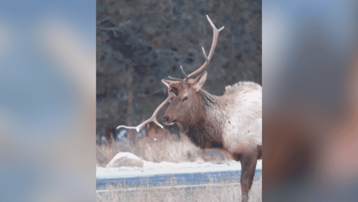 Colorado Elk in Estes Park Sheds It’s Unicorn Horn