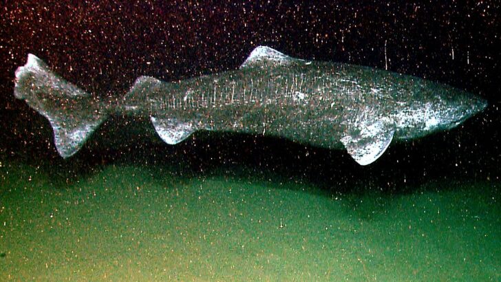This Ocean Creature Moves the Slowest—but Lives the Longest