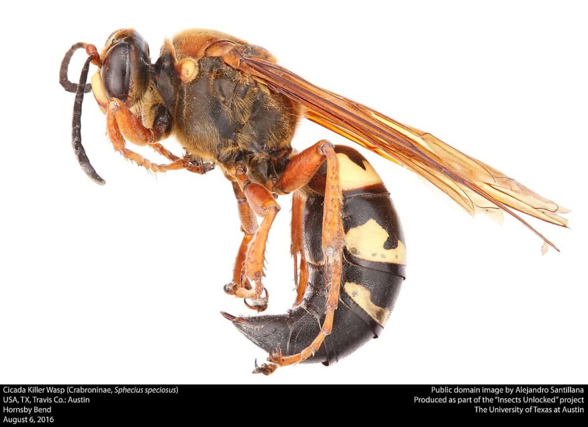 cicada killer wasp