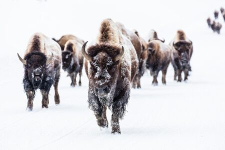 170 Bison Could Help Store CO2 Equivalent of 43,000 Cars in Romania