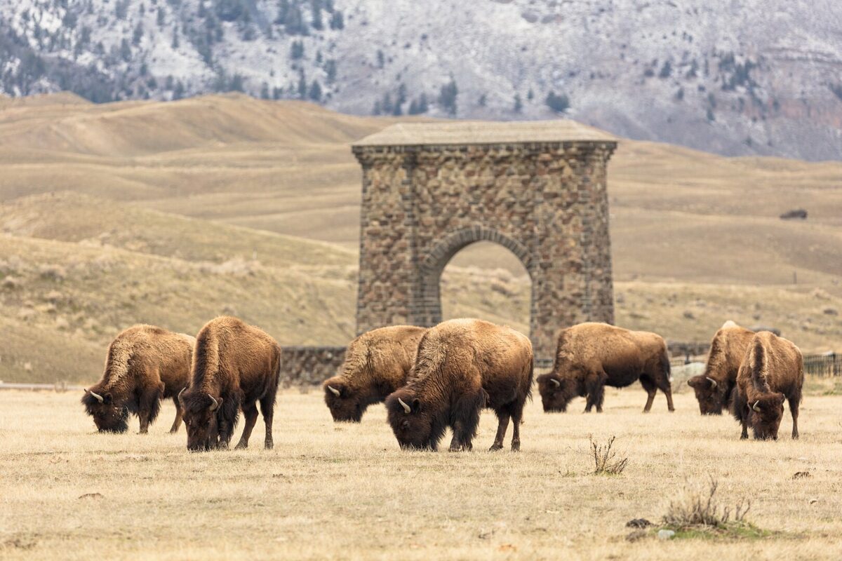 bison