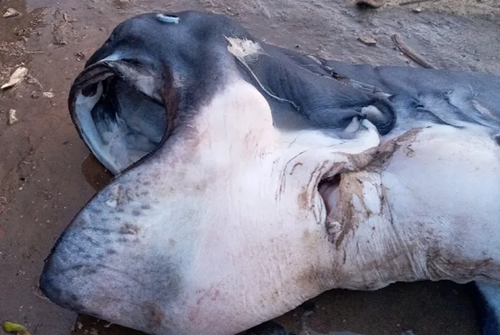 Megamouth Shark