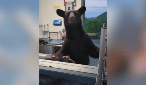 Bear Breaks Into Tennessee Theme Park And Startles Guests