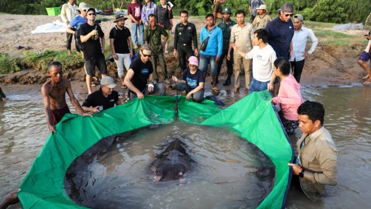 Largest Freshwater Fish Ever Caught Hooked in Cambodia (661 pounds)