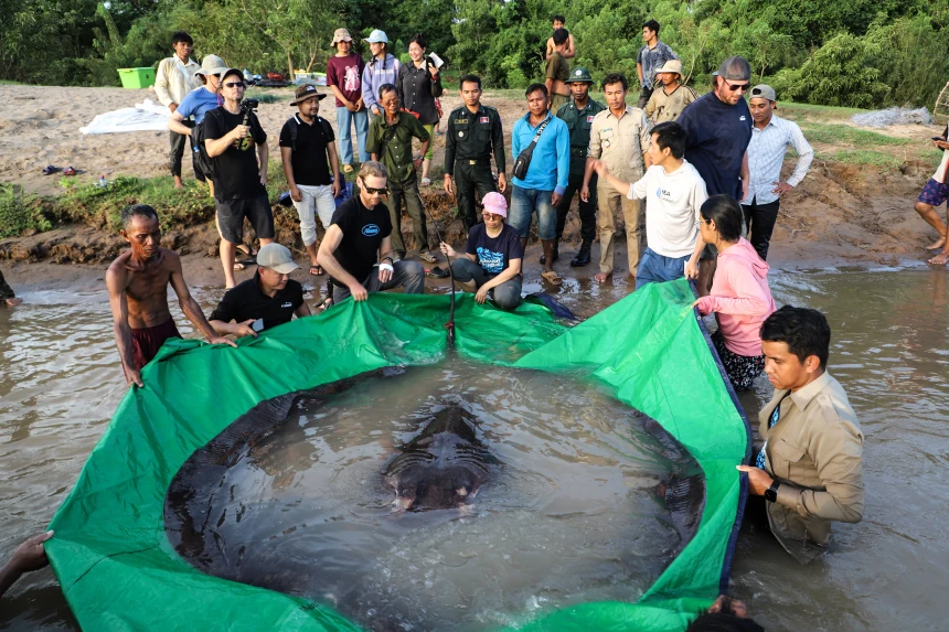 Größter Süßwasserfisch