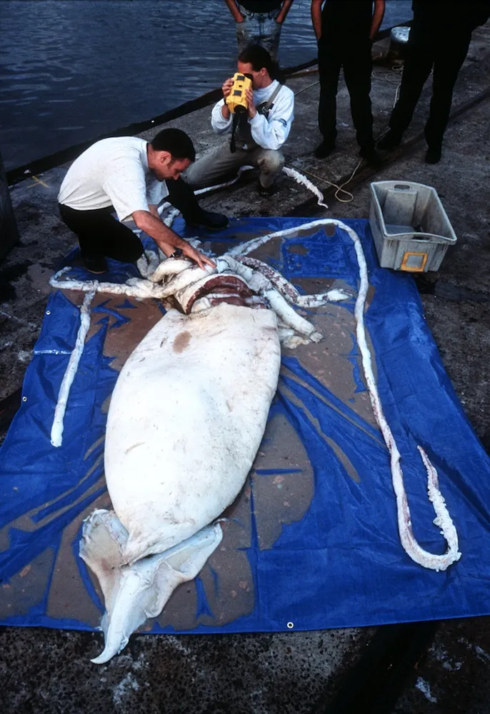Giant Squid