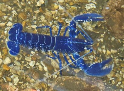 Do Blue Lobsters Really Exists?