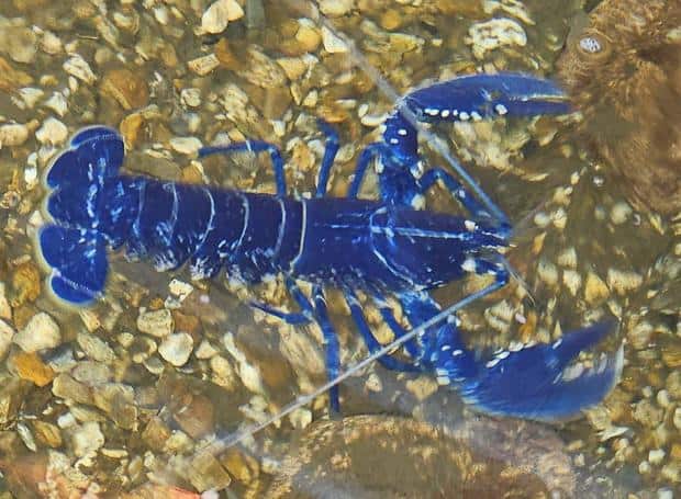 blue lobster