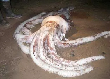 Giant Squid