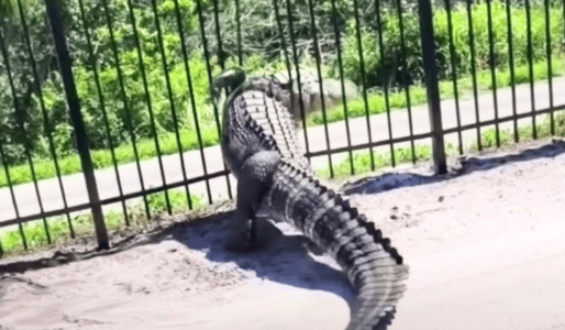 Massive Alligator Breaks Through Metal Fence at Florida Golf Course