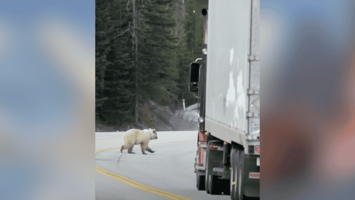 Tragedy Strikes Rare White Grizzly Bear & Cubs in Canada