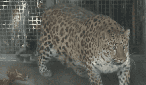 Obese Leopard in China Zoo Becomes Internet Sensation Sparking Waves of Concern