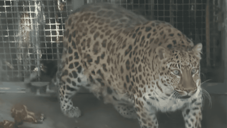 Obese Leopard in China Zoo Becomes Internet Sensation Sparking Waves of Concern