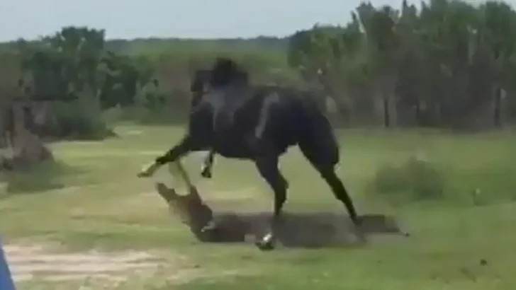 Horse Stands his Ground and Attacks Alligator at Florida State Park