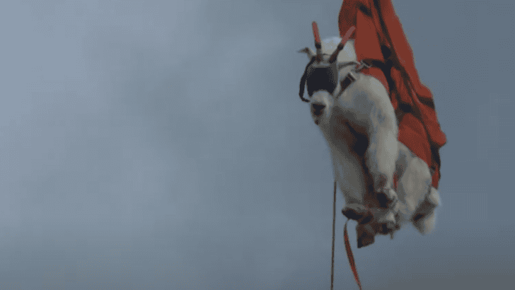 Hundreds of Goats Airlifted Off Washington Mountains