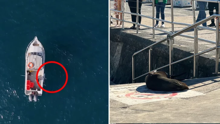 Rare Great White Shark Sighting Near Bondi Beach Raises Questions
