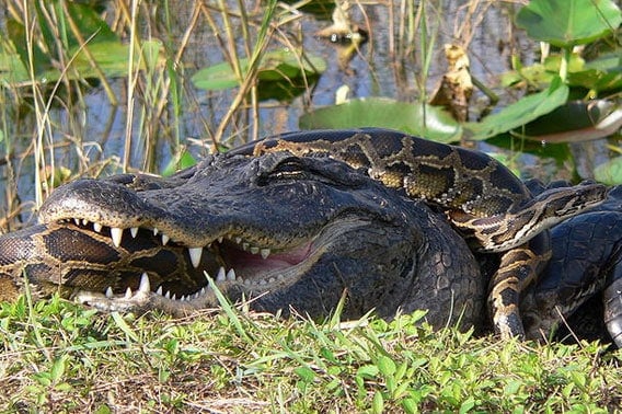 Pythons dezimieren riesigen Alligator