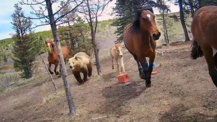Massive Grizzly Bear Spotted Hunting Wild Horses in Alberta