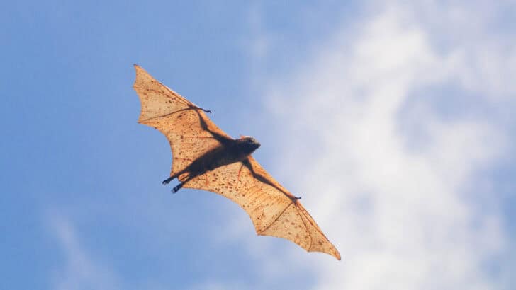 Top 20 States With The Most Bat Species