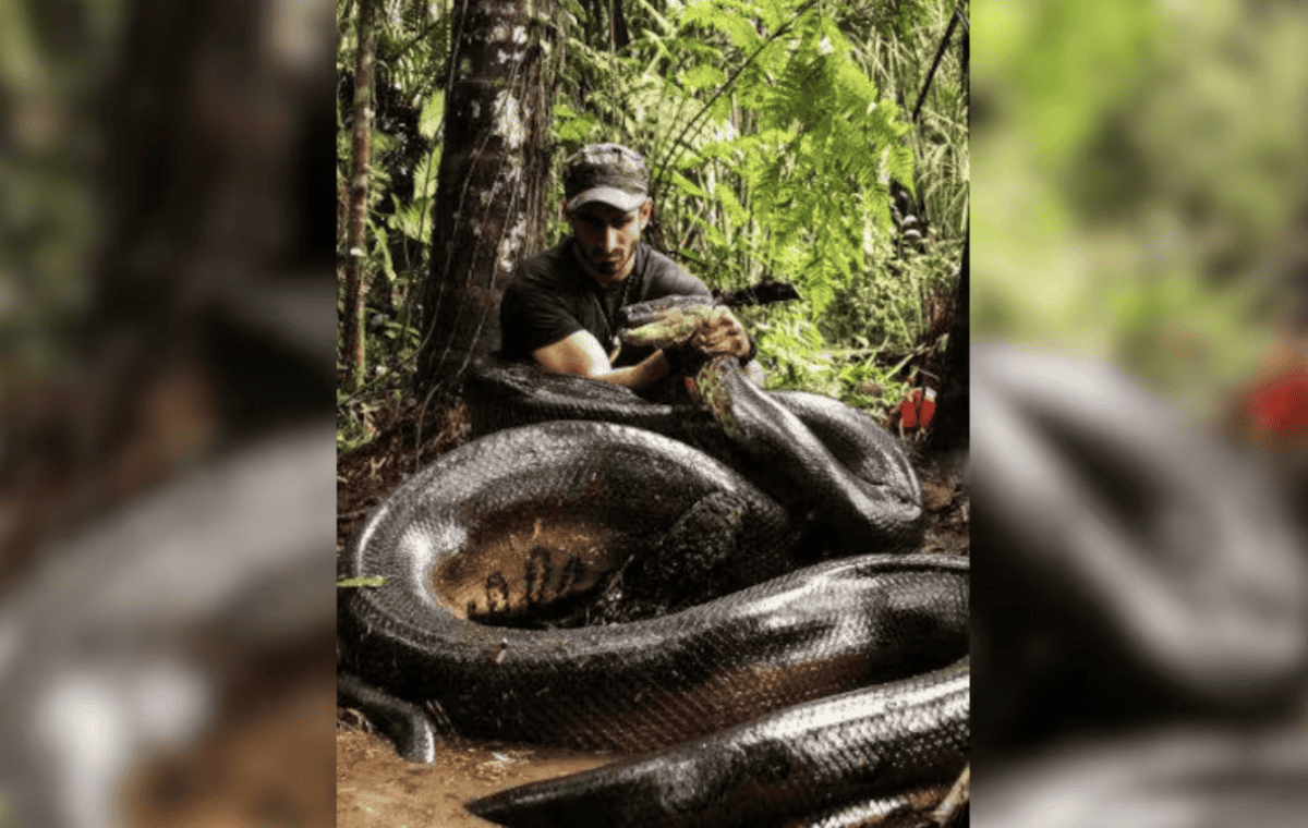 The image shows conversationalist Paul Rosolie holding a snake. (Instagram/@paulrosolie)