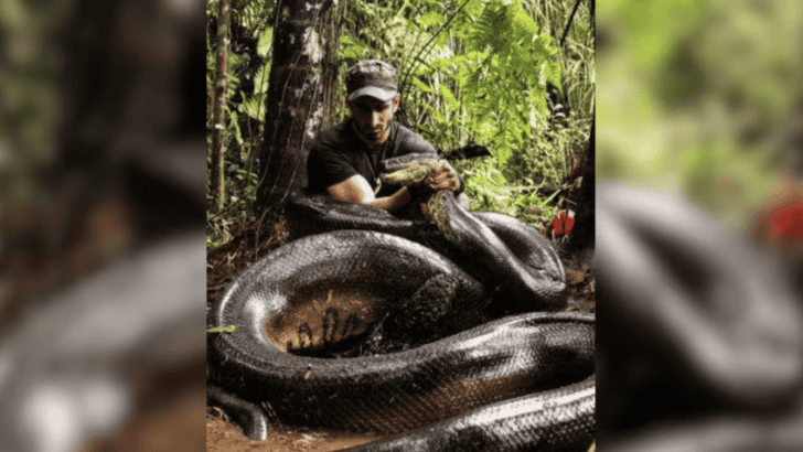 Man Recalls How It felt When He Tried To Get Eaten Alive By An Anaconda