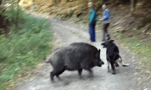 Massive Wild Boar and Wolf Dog Engage On Viral Video