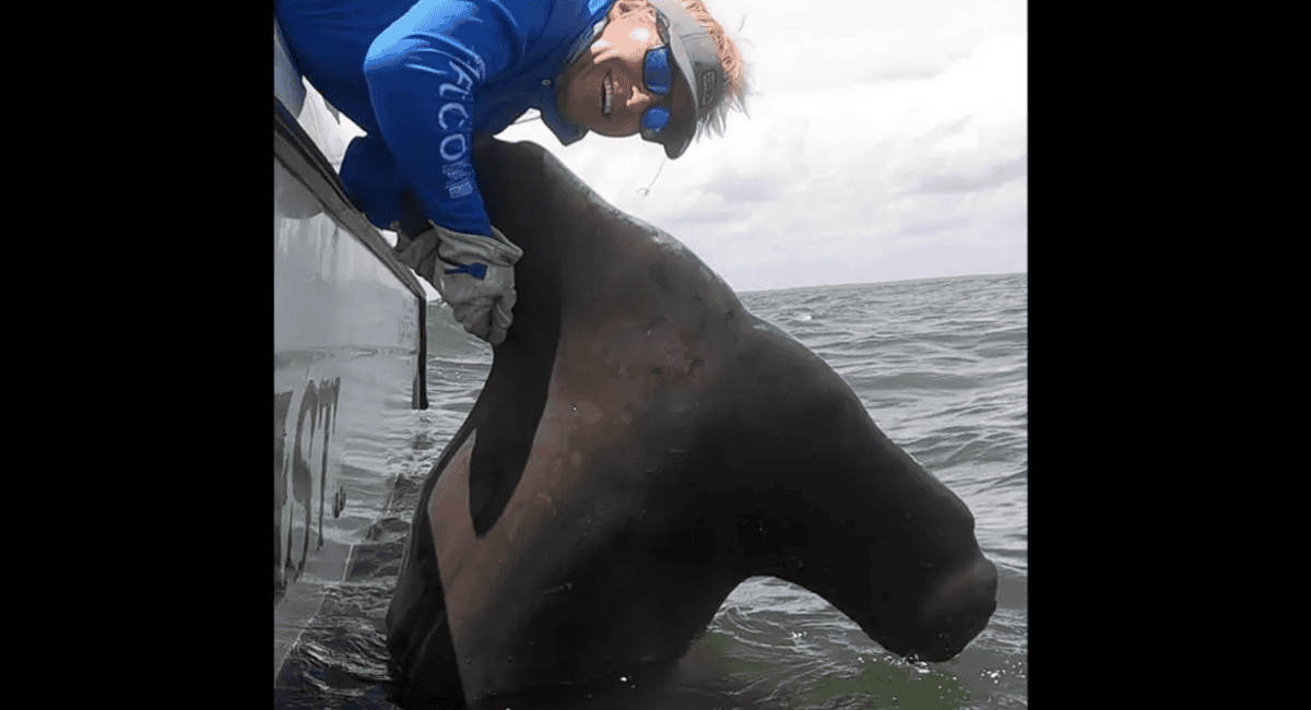 This hammerhead shark was over 13 feet long. Credit: Chip Michalove