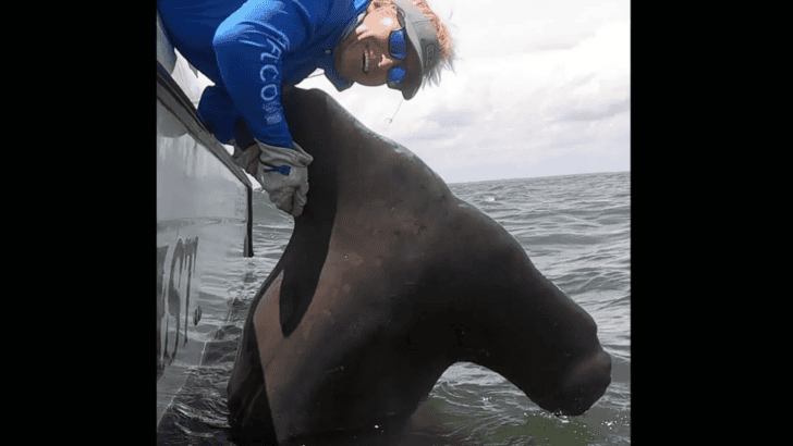 13 Foot-Long Hammerhead Caught and Released Off South Carolina Coast