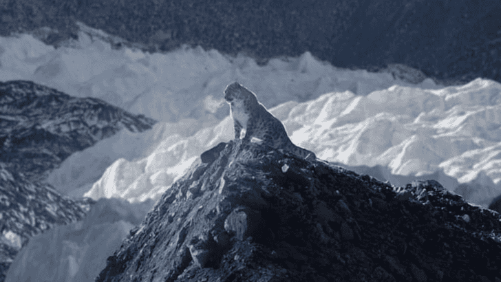 Rare Snow Leopard at Mount Everest 18,000 feet