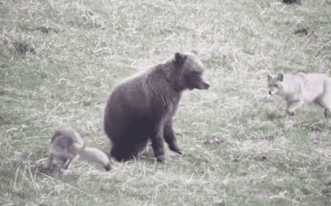 Incredible Wildlife Encounter as 2 Coyotes Harass 1 Grizzly Bear in Yellowstone