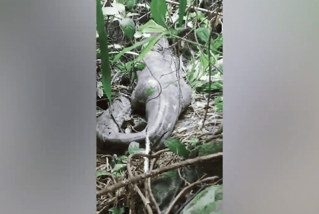 Missing Mother Found Inside 16-foot-long Python after it Swallowed her ...