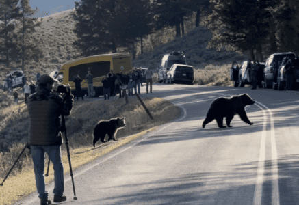 Tourists Close Encounter 3 Grizzly Bears Crossing Yellowstone Road