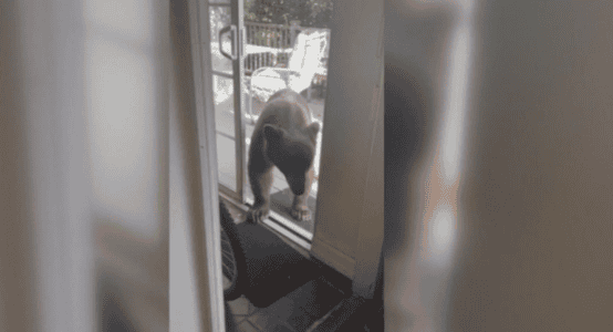 Sierra Madre Homeowner Comes Face-To-Face with 300-pound Bear