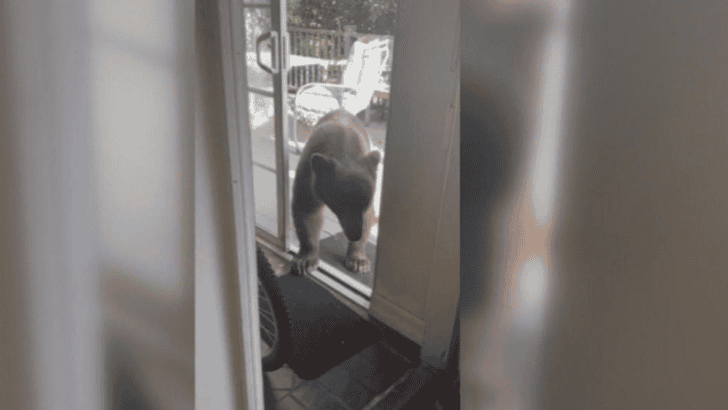 Sierra Madre Homeowner Comes Face-To-Face with 300-pound Bear