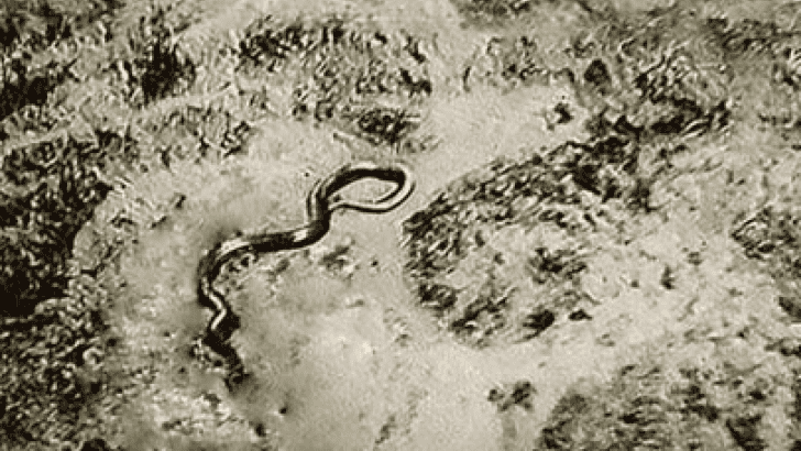 The Legend of the Congos 50ft-Snake Captured by Colonel Remy Van Lierde in 1959