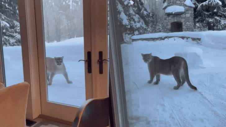 Mountain Lion Watches Man Through Window In Sunvalley Idaho