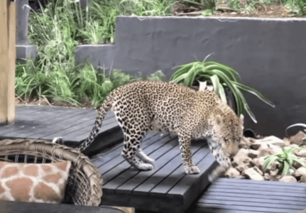 150-lb Leopard Walks into Restaurant Full of People
